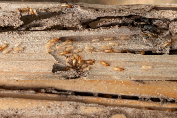 Reliable Eugene, OR Pest Control Solutions