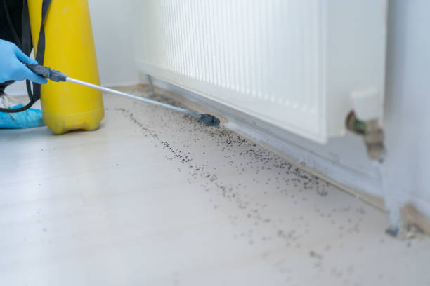 Best Wasp Removal Services  in Eugene, OR